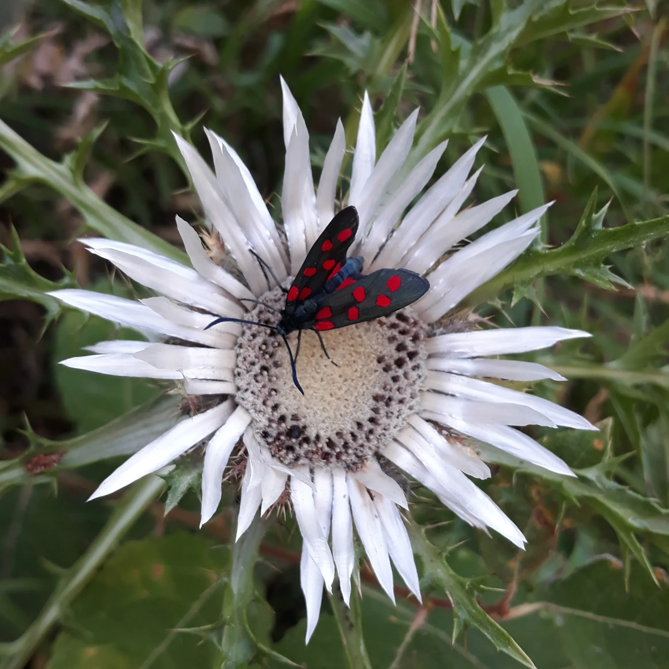 Photographie d'un papillon zygène posé sur une fleur de carline blanche